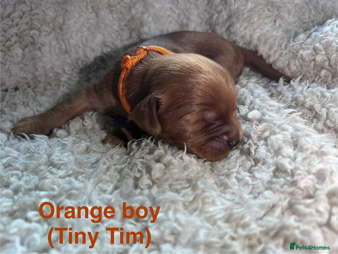 Mixed Breed dogs for sale: Ruby red cockaliers  - Advert 4