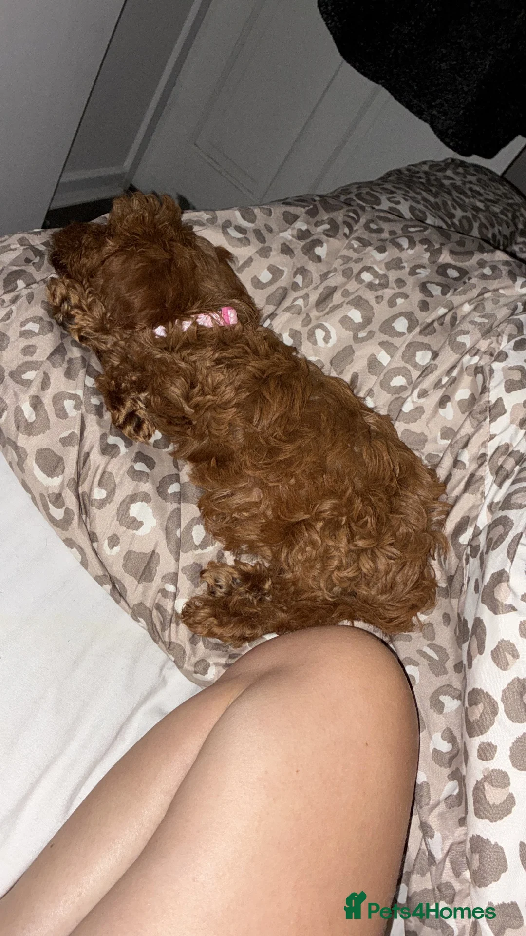 Cockapoo dogs for sale: Pippa the cockapoo - Advert 4