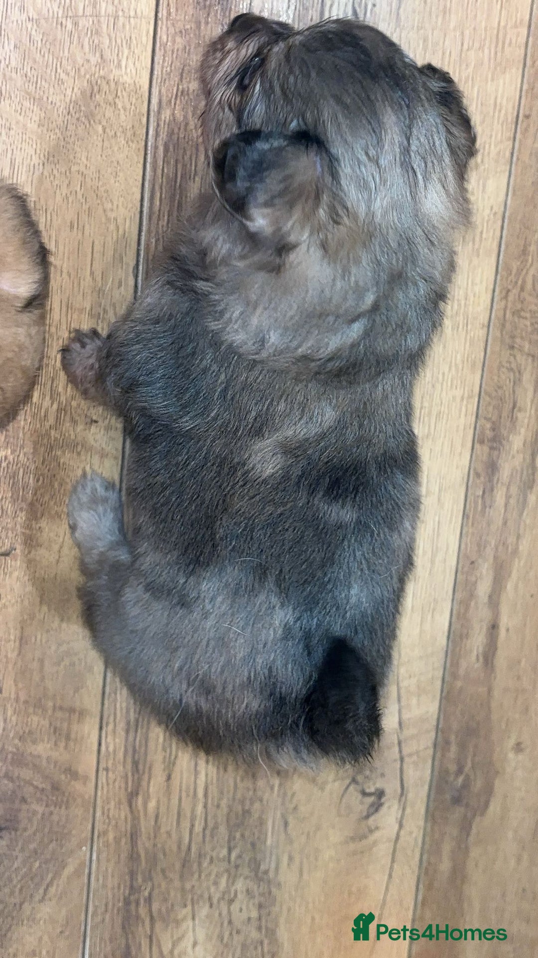 Chihuahua dogs for sale: MERLE CHIHUAHUAS 🐶 2 BOYS 1 GIRL STILL AVAILABLE - Advert 28