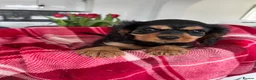 Cavalier King Charles Spaniel dogs for sale: Cavalier king charles - Advert 5
