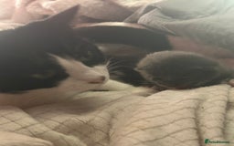 British Shorthair cats for sale: Two beautiful kittens for sale  - Image 5