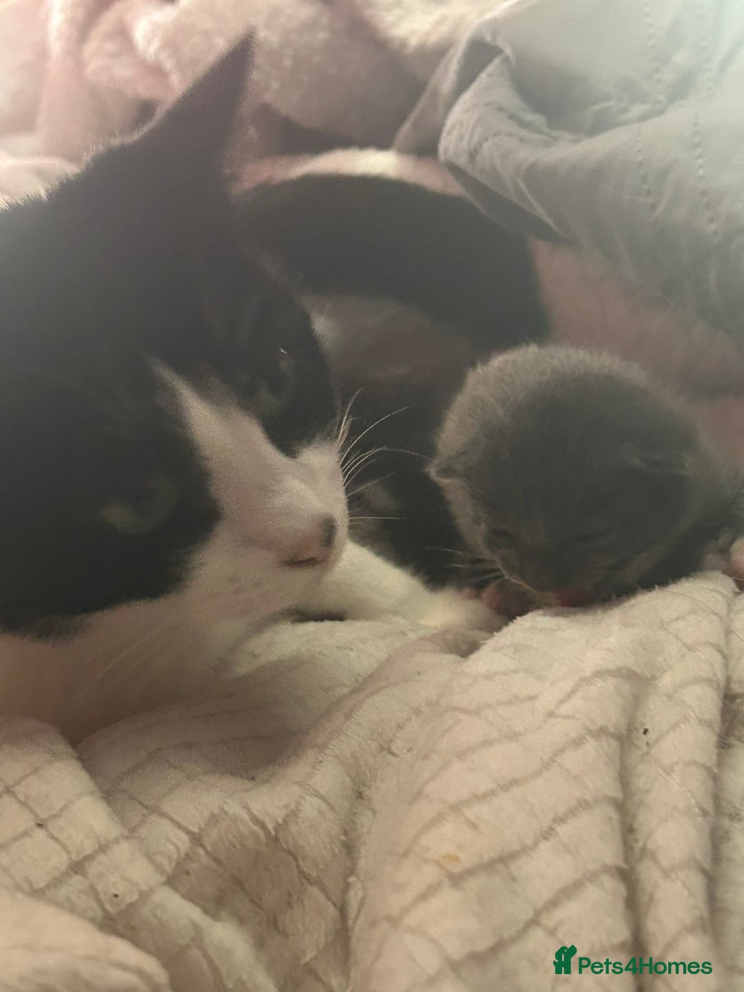 British Shorthair cats for sale: Two beautiful kittens for sale  - Image 5