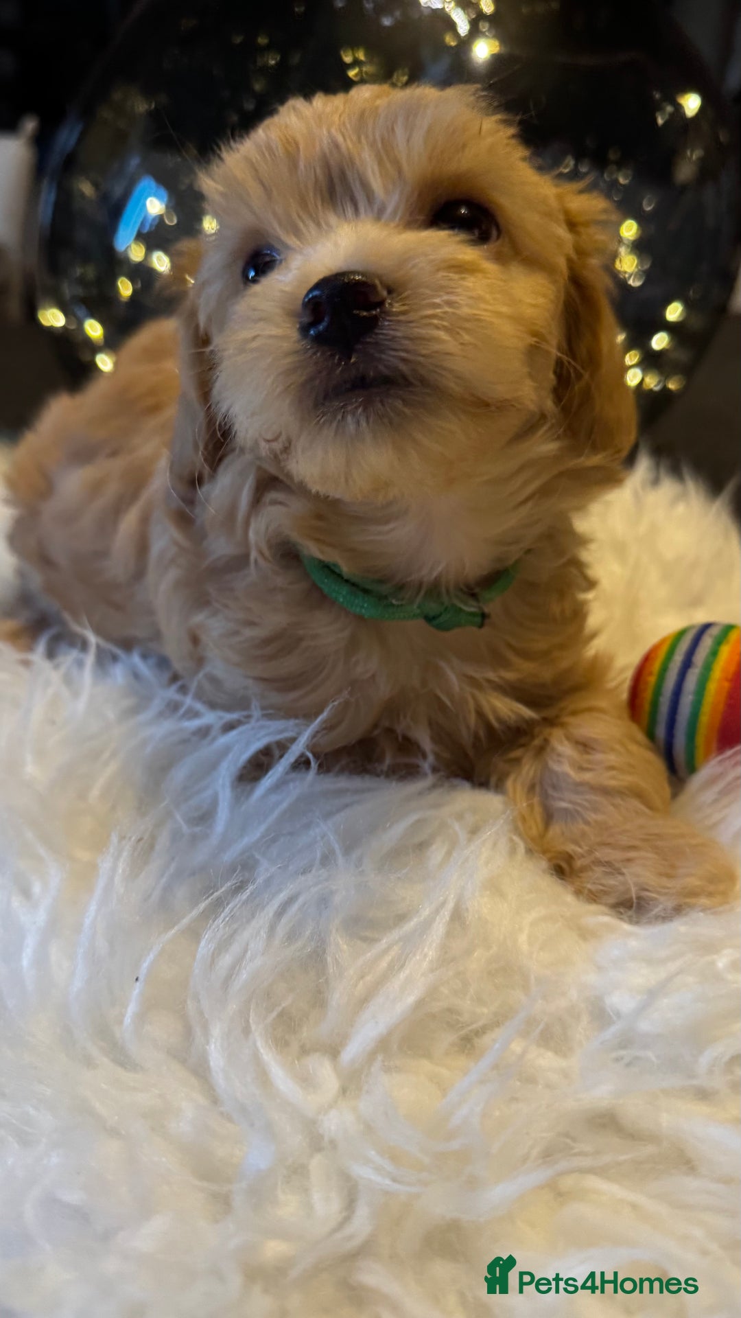Maltipoo dogs for sale: Stunning litter of Maltipoo babies - just one left in Wokingham - Image 38