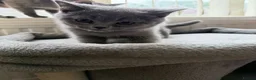 British Shorthair cats for sale: GGCF blue british shorthair kittens in Newport-on-Tay - Advert 4