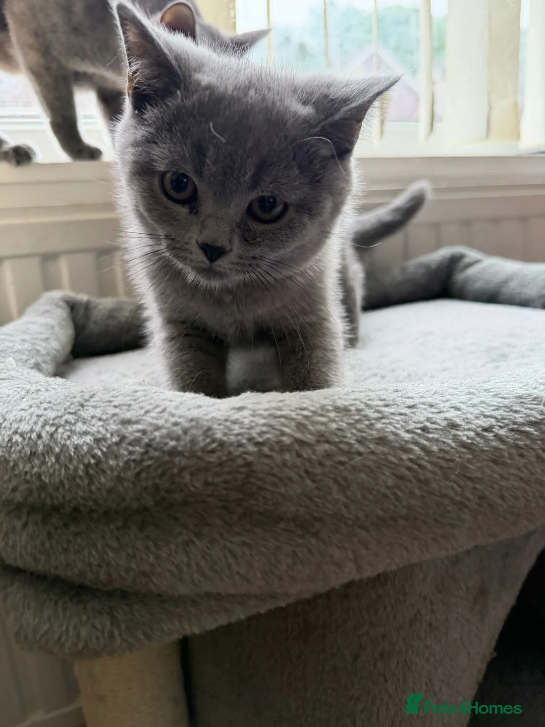 British Shorthair cats for sale: GGCF blue british shorthair kittens in Newport-on-Tay - Advert 4