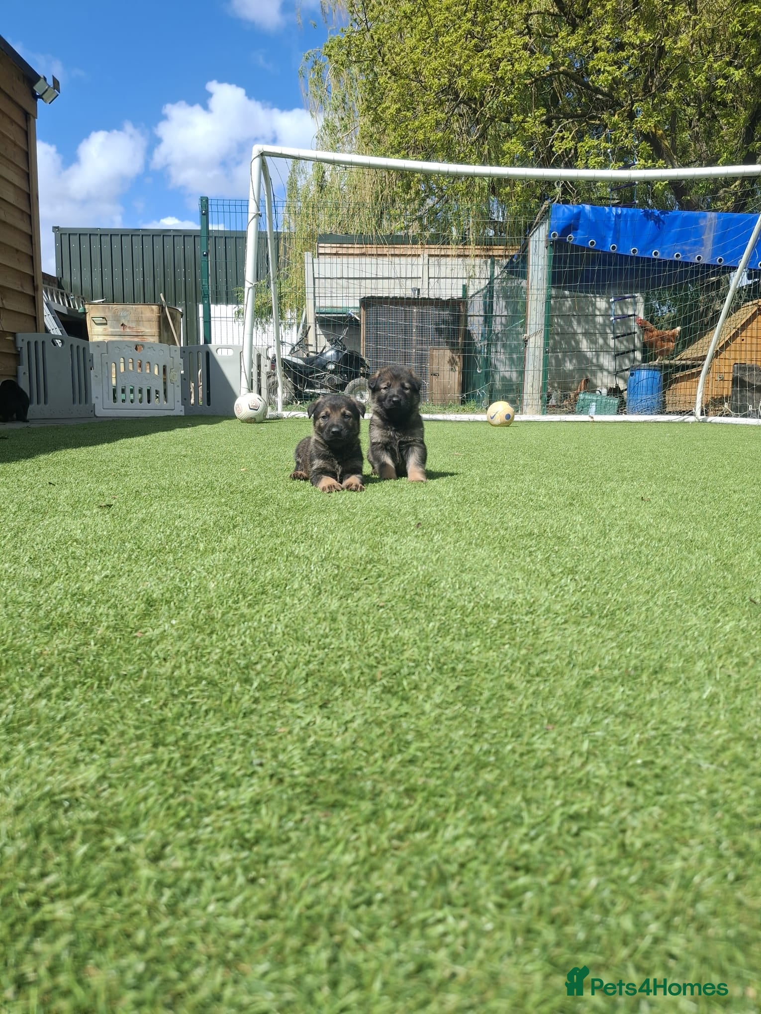 German Shepherd dogs Outstanding Shepherd working litter - Advert 1