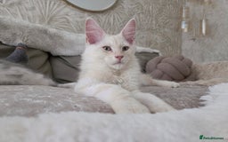 Maine Coon cats for sale: Stunning quality tica registered Mainecoon  - Image 2