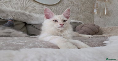 Maine Coon cats - Advert 1