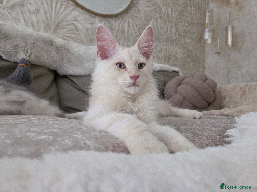 Maine Coon cats for sale: Stunning quality tica registered Mainecoon  - Image 2