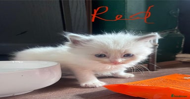 Ragdoll cats - Advert 13