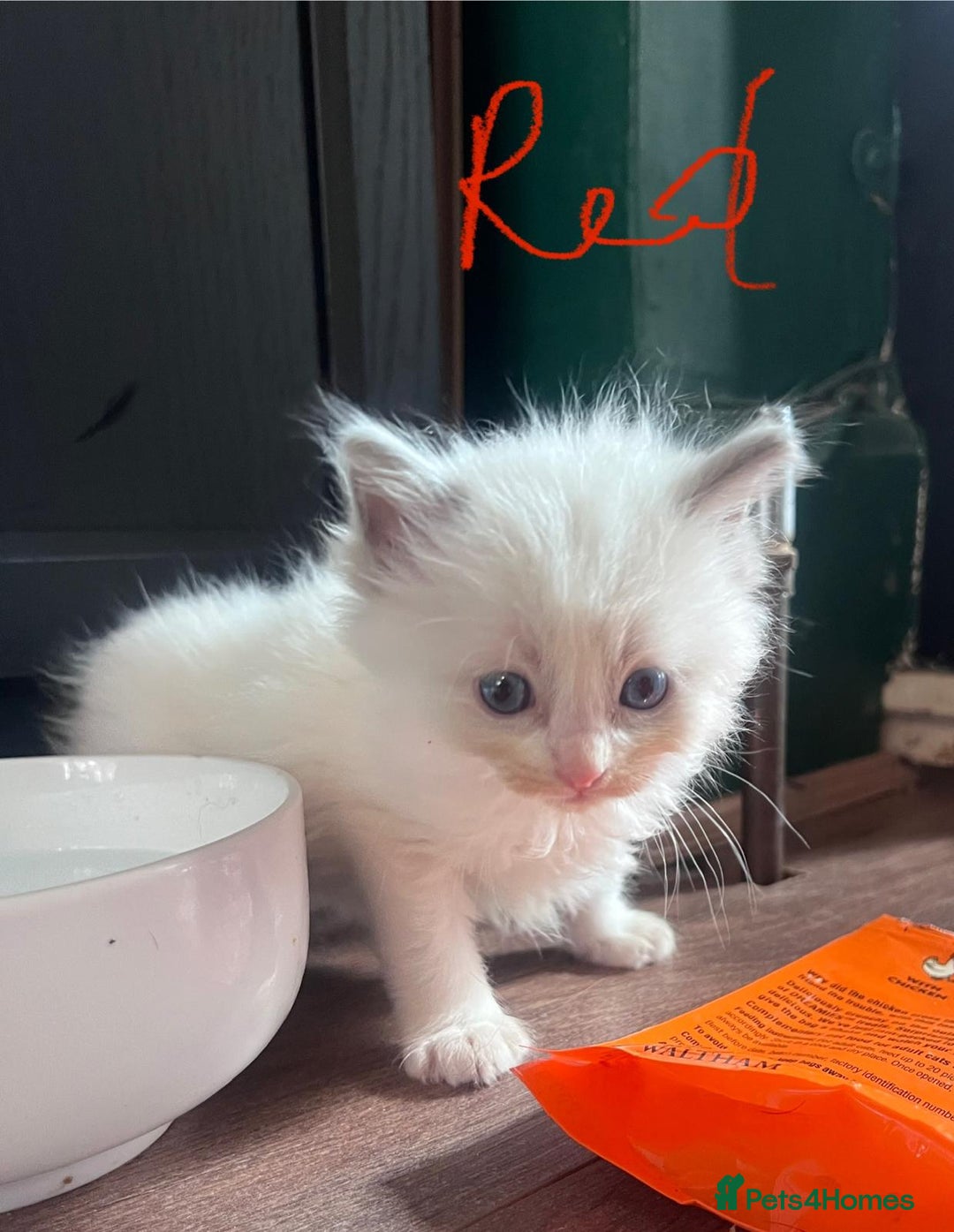 Ragdoll cats for sale: 7 stunning Ragdoll kittens for sale - Image 3