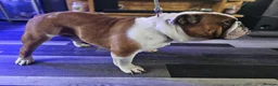 English Bulldog dogs for stud: Champion sired silver Health Tested Bulldog Stud - Advert 3