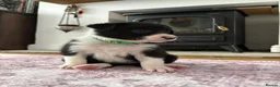 Border Collie dogs for sale: Working Line Border Collies - 1 girl left 💚 - Advert 25