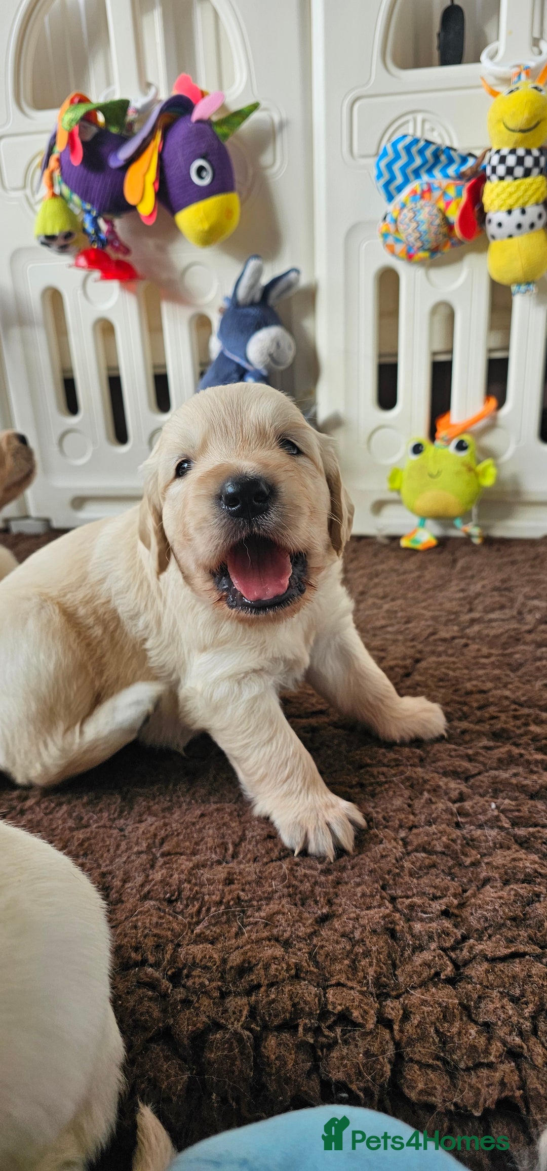 Golden Retriever dogs for sale: Outstanding Kc registered Golden Retriever babies  - Image 28