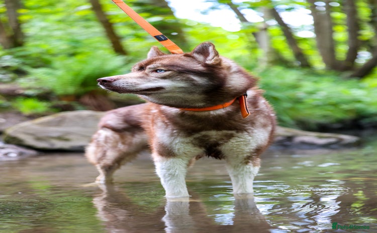Siberian Husky dogs - Advert 3