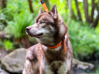 Siberian Husky dogs - Advert 11