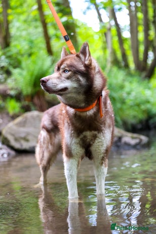 Siberian Husky dogs - Advert 1