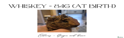 Guinea Pig rodents for sale: Guinea pigs for Sale ! - Advert 5