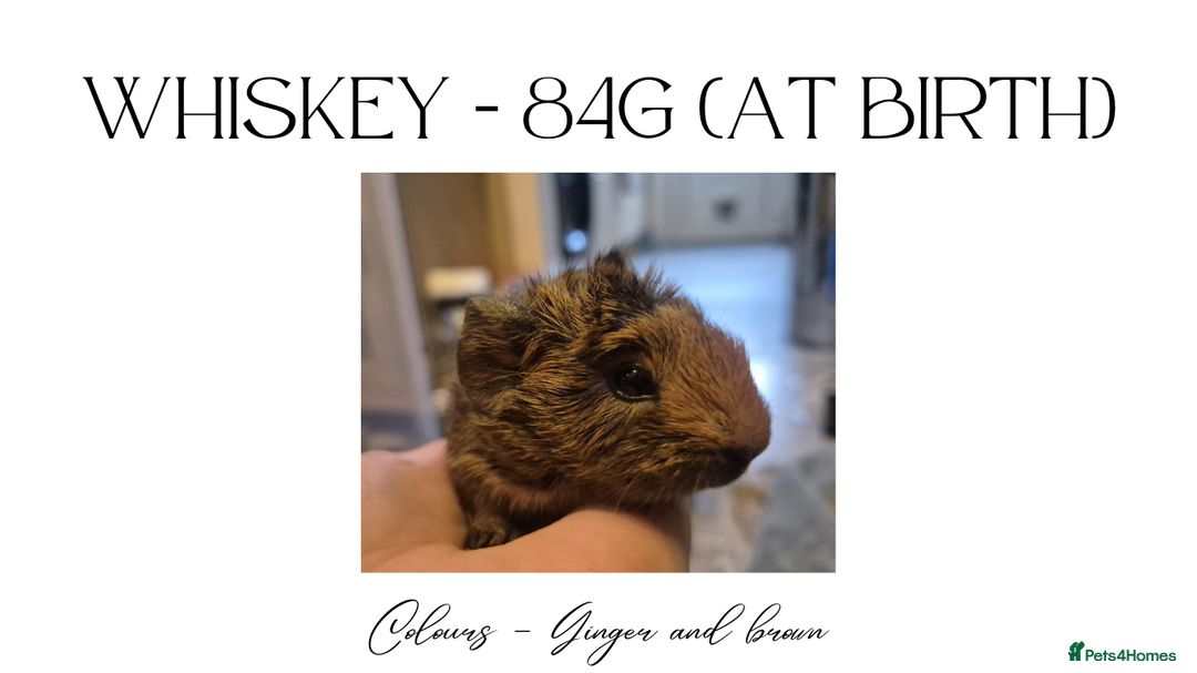 Guinea Pig rodents for sale: Guinea pigs for Sale ! - Advert 5