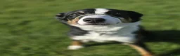 Border Collie dogs for sale: Border Collie For Sale in Wirral - Advert 3