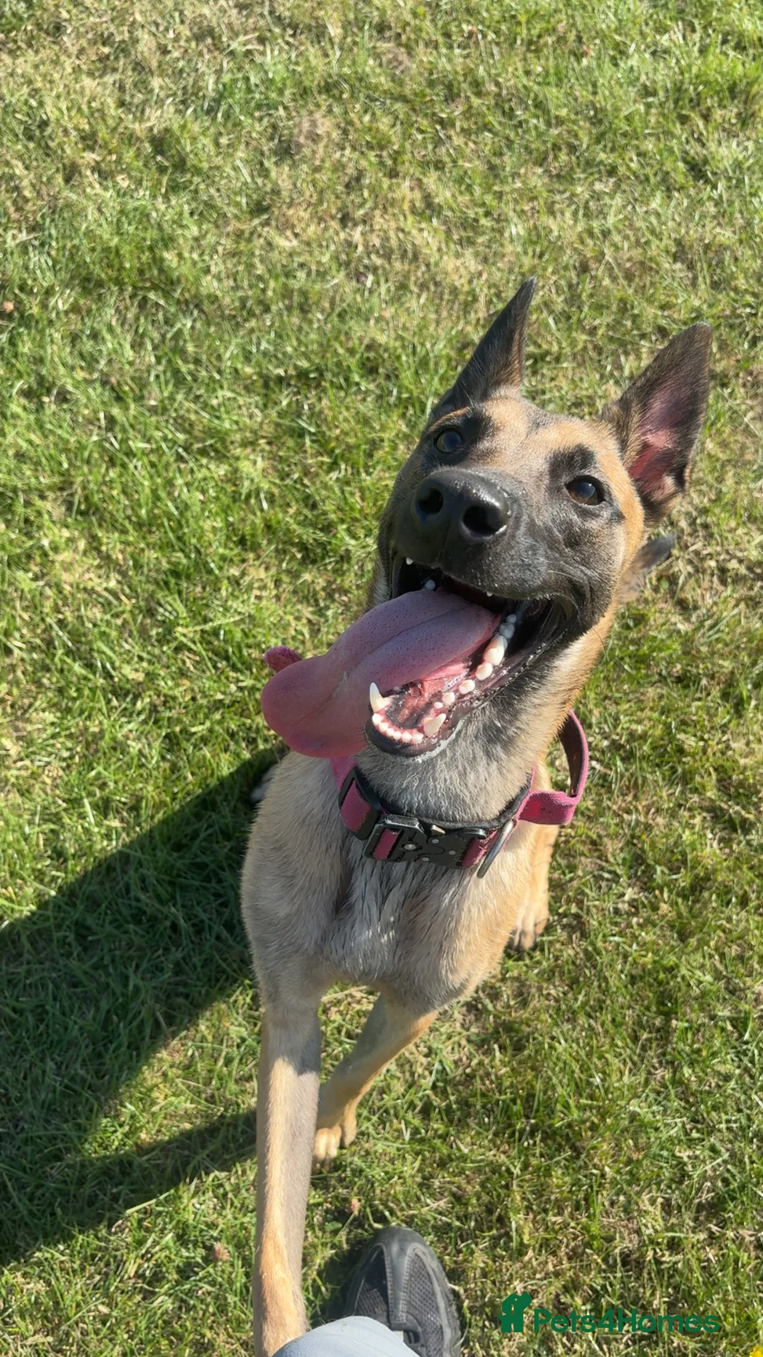Belgian Shepherd Dog dogs for sale: belgian  in North Shields - Advert 3