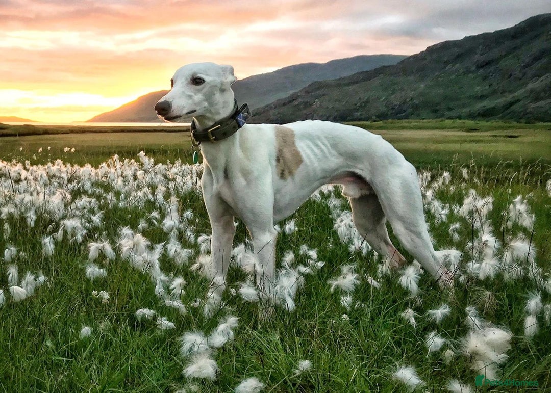 Whippet dogs for sale: Whippet pups - Advert 10