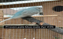 Budgerigars birds for sale: Proven pairs budgies all adult 2+ years old  - Image 14