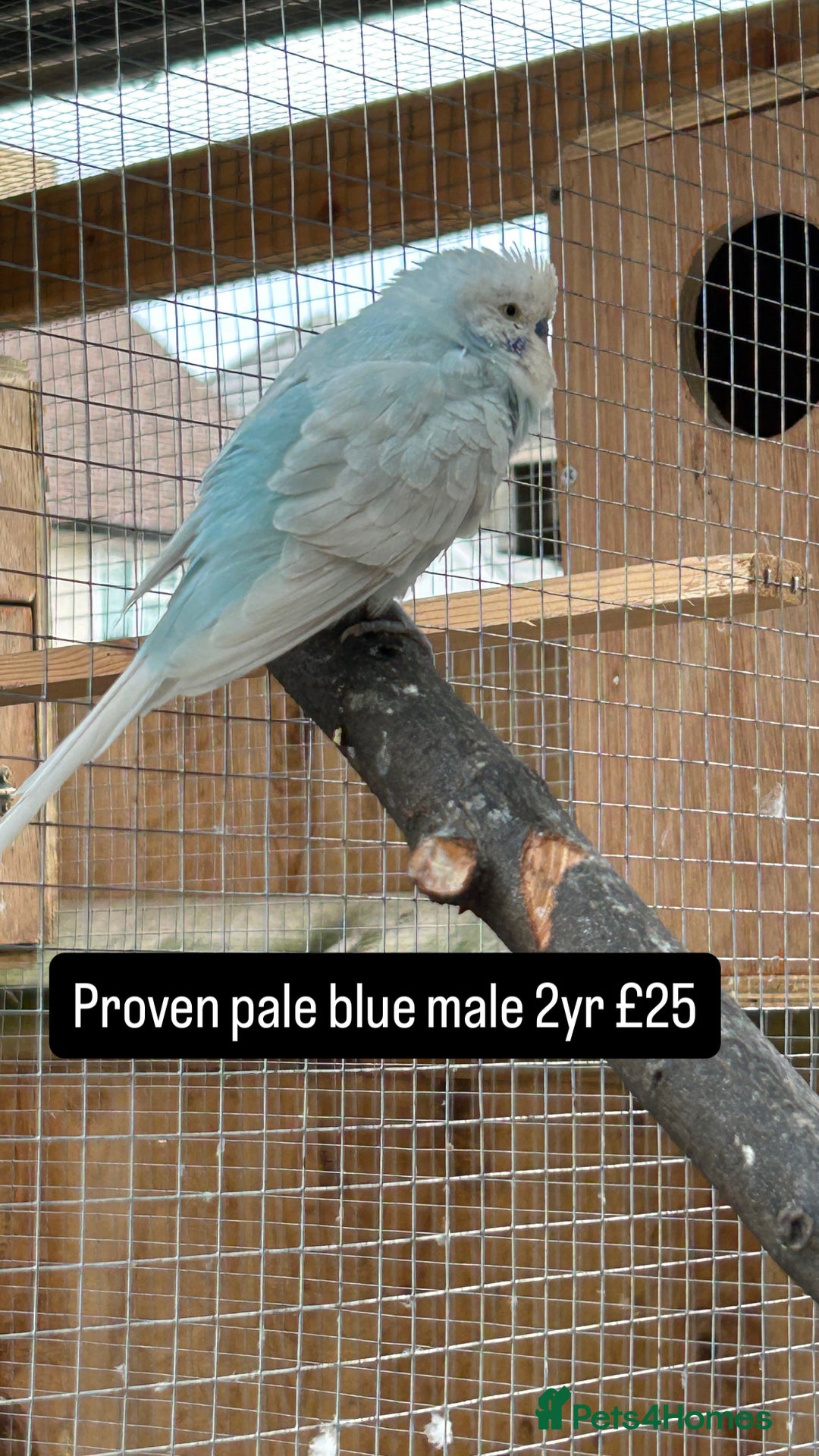 Budgerigars birds for sale: Proven pairs budgies all adult 2+ years old  - Image 14