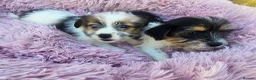 Mixed Breed dogs for sale: Jack-shih puppies - Advert 6
