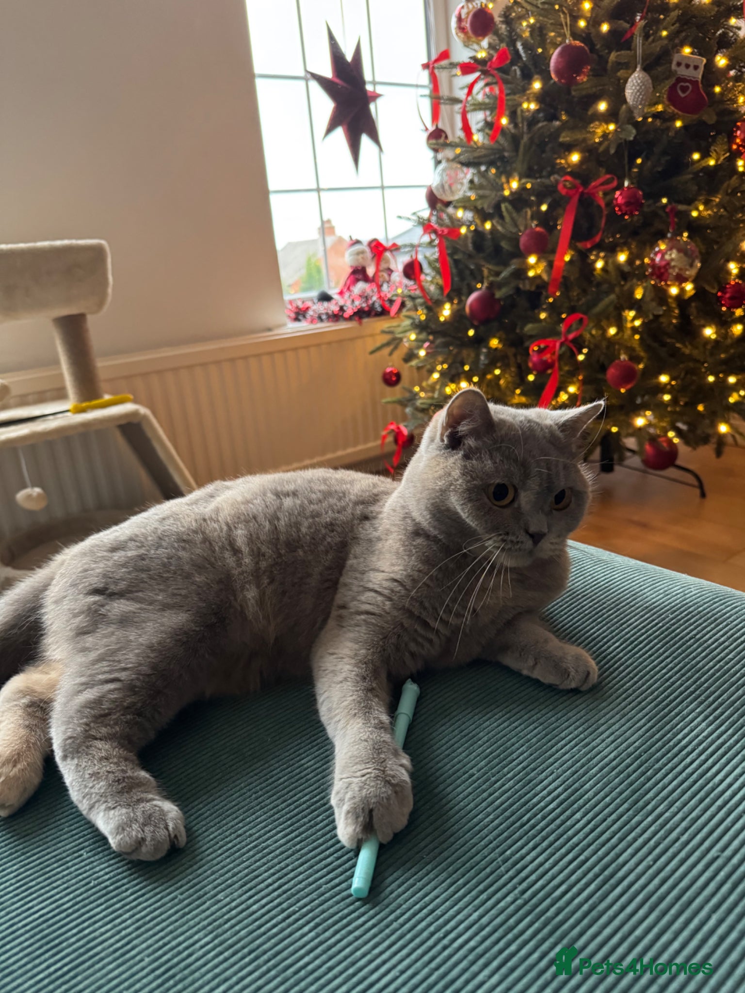 British Shorthair cats Adorable British Shorthair Kittens  🐱 - Advert 2