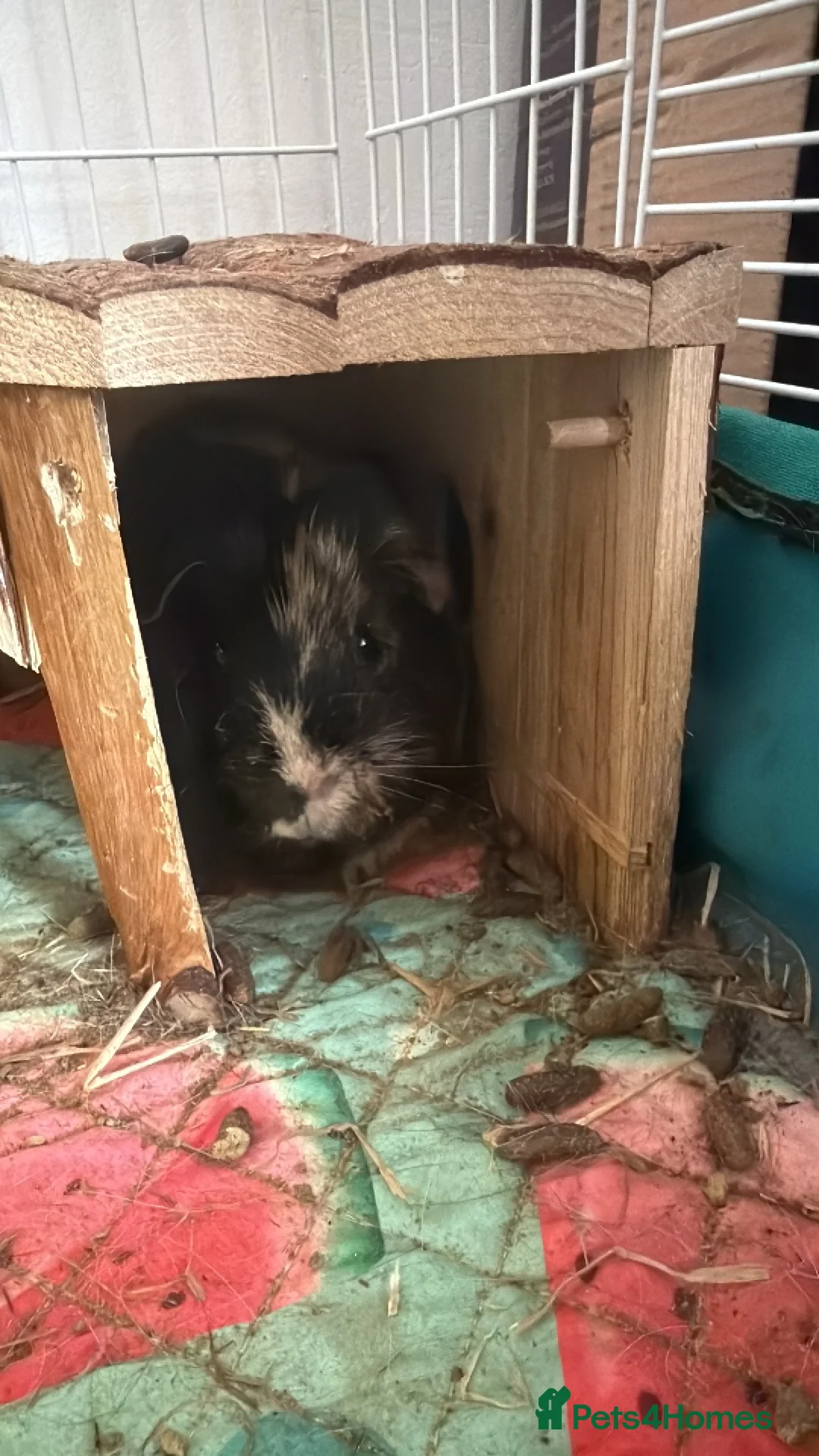 Guinea Pig rodents for sale: 2 male Guinea Pigs  in Hereford - Advert 6