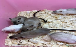 Gerbil rodents for sale: Baby gerbils ready now  - Image 6