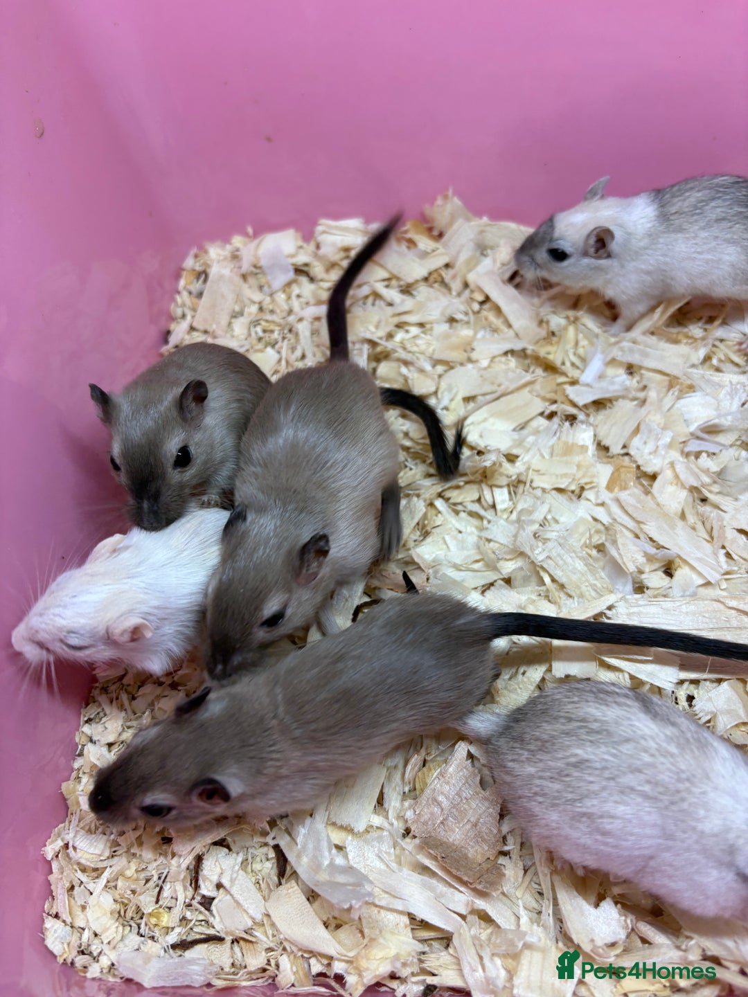 Gerbil rodents for sale: Baby gerbils ready now  - Image 6