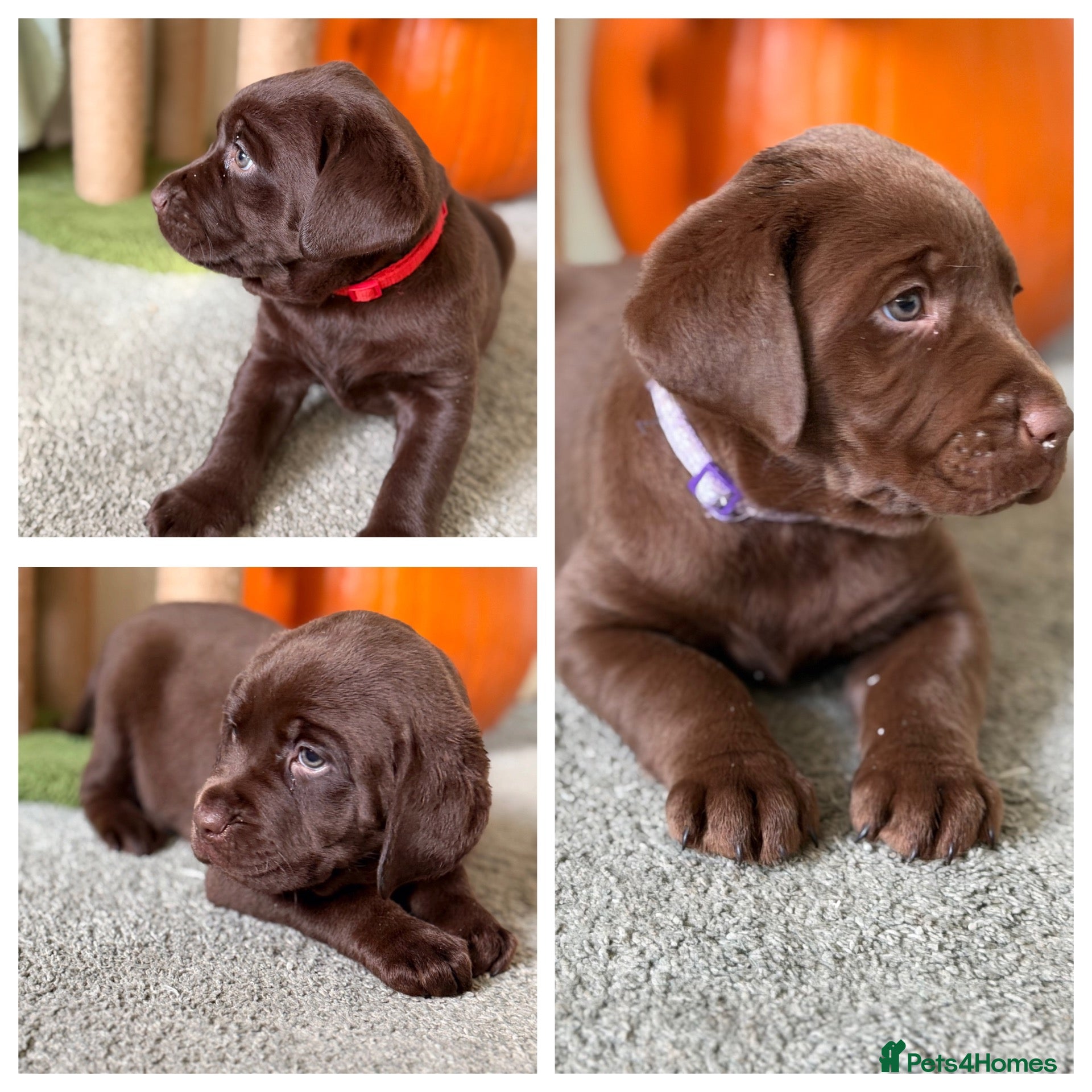 Labrador Retriever dogs for sale: Beautiful chocolate Labrador puppies  - Advert 23