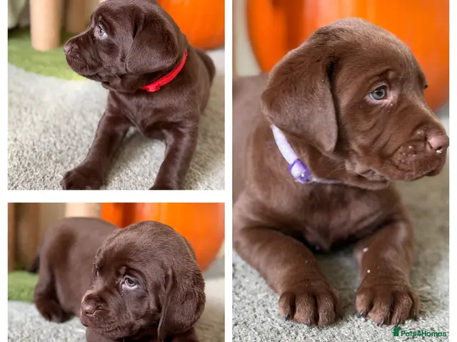 Labrador Retriever dogs for sale: Beautiful chocolate Labrador puppies - Advert 23