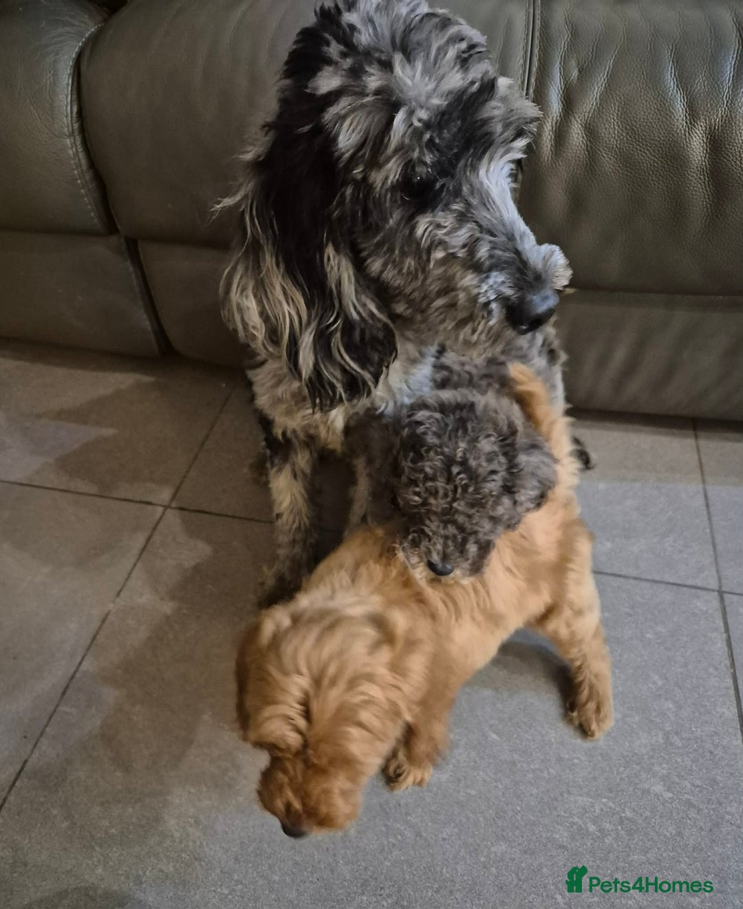 Cockapoo dogs for sale: Beautiful Cockapoo Puppies Ready Now  - Advert 4