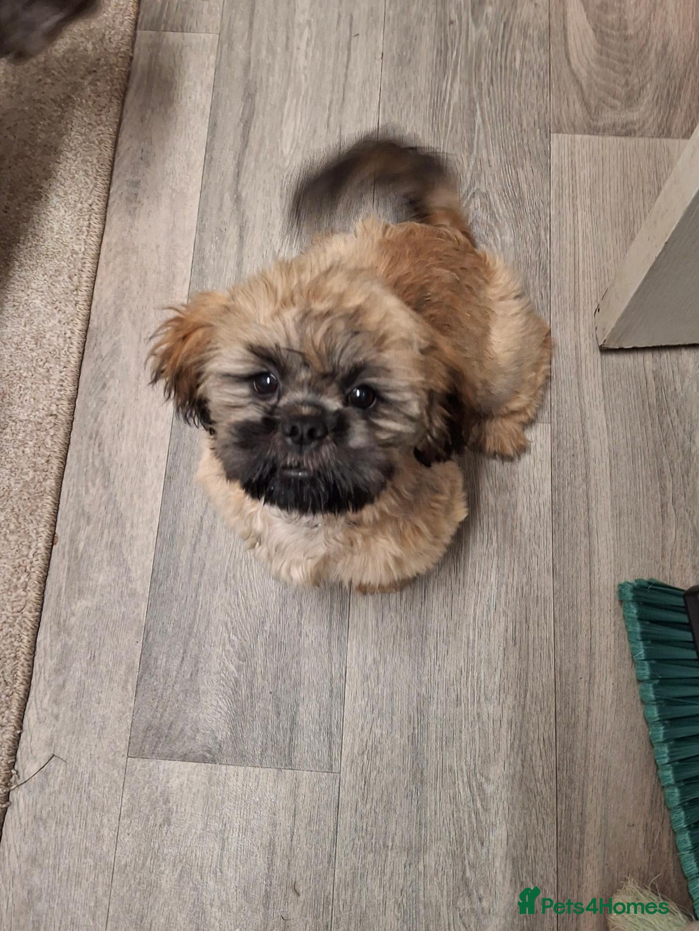 Shih Tzu dogs Shih tzu  - Advert 1