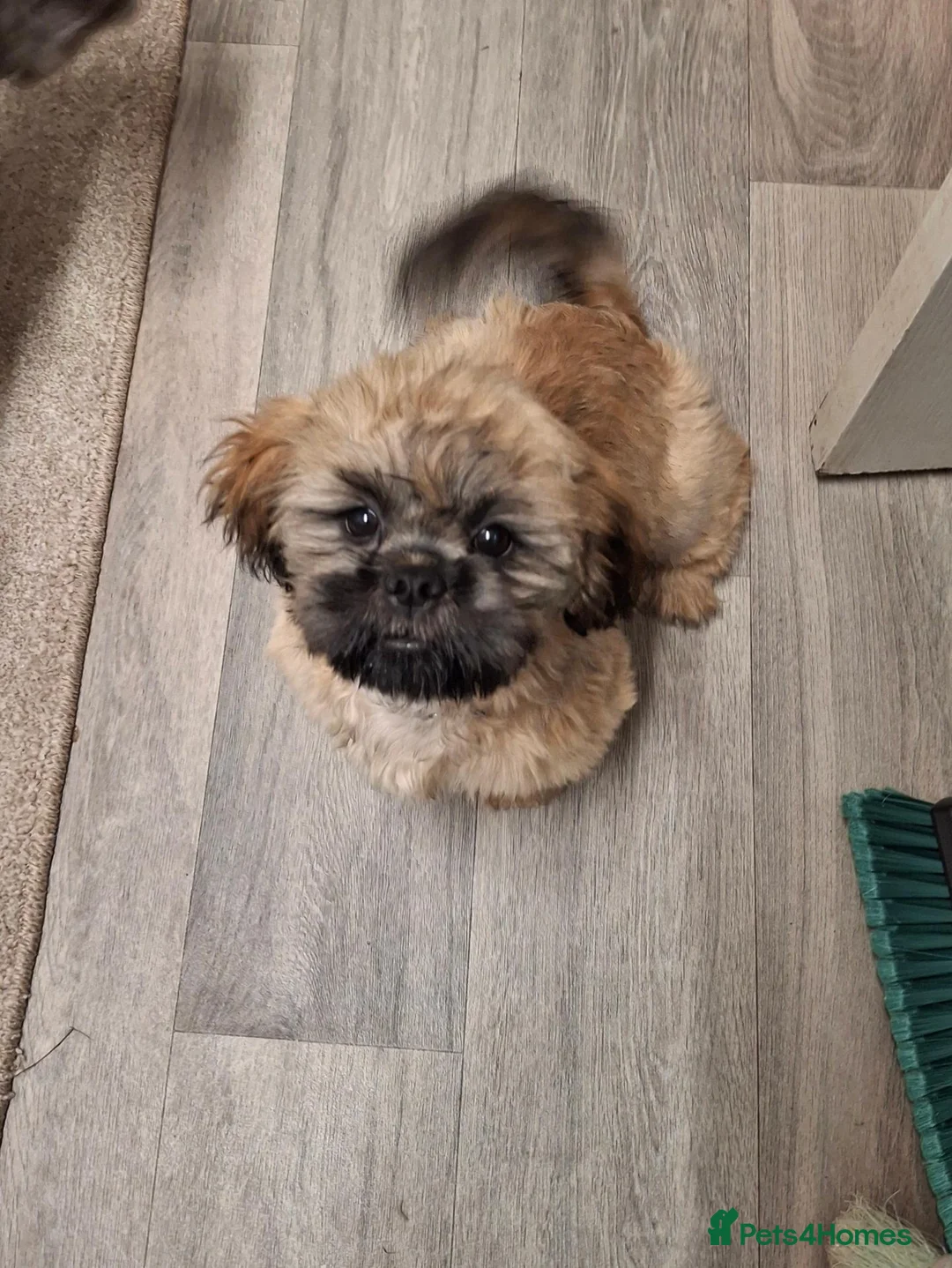 Shih Tzu dogs for sale: Shih tzu  - Advert 1