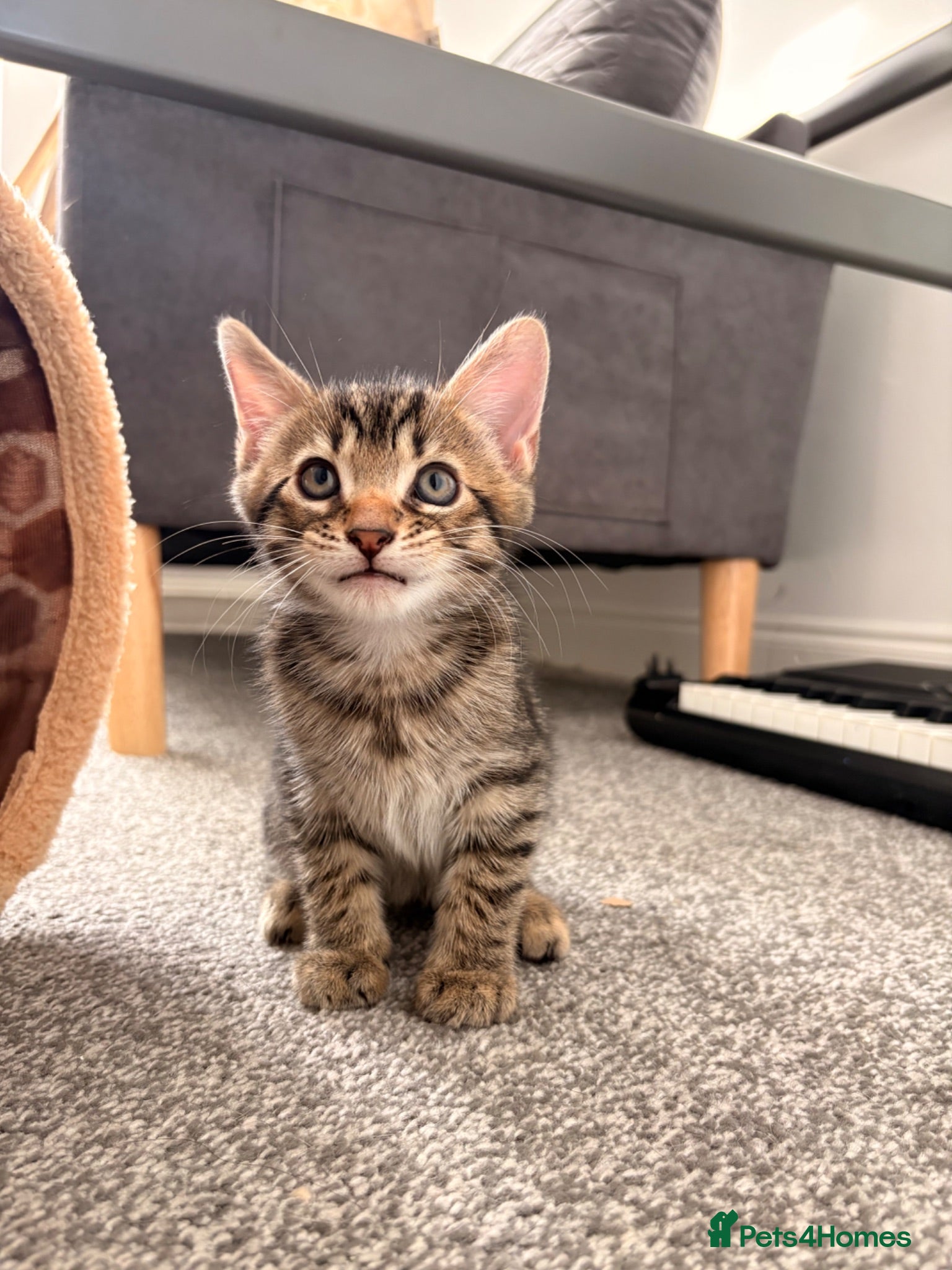 Domestic Shorthair cats Adorable Male kittens - Advert 21