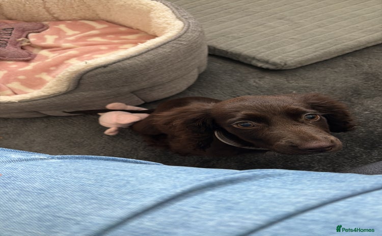 Cocker Spaniel dogs - Advert 1
