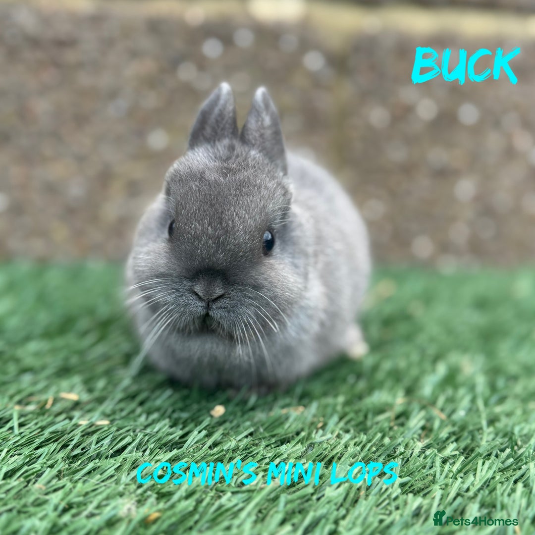 Netherland Dwarf rabbits for sale: Pure breed Netherlands dwarf  - Advert 5