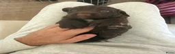 Cocker Spaniel dogs for sale: Cocker Spaniel Puppies in Middlesbrough - Advert 14