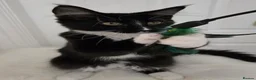 Maine Coon cats for sale: Maine Coon boy looking for forever home.  - Advert 3