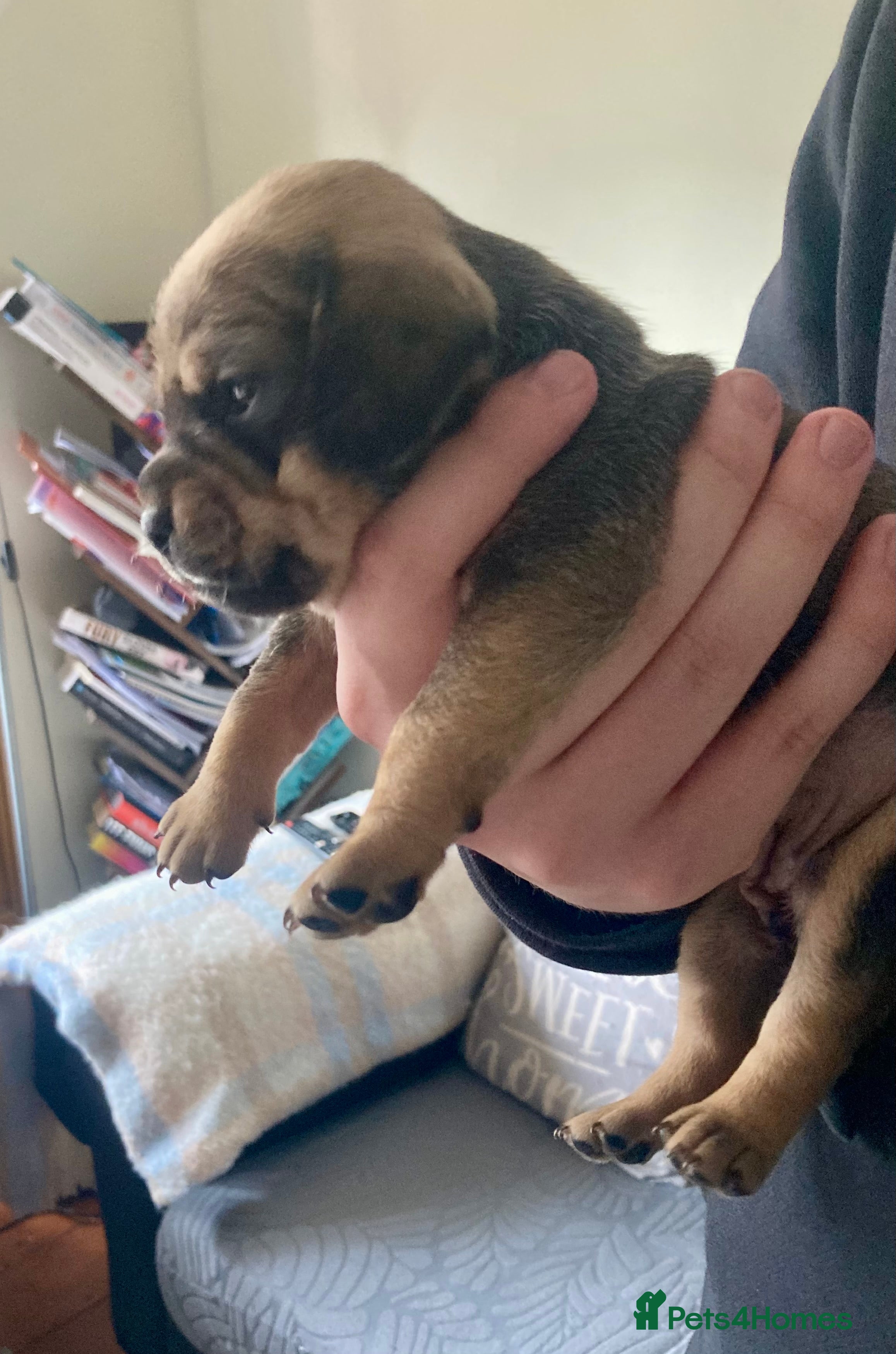 Mixed Breed dogs Dachshund x Pug (Daug) - Advert 1