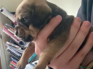 Mixed Breed dogs Dachshund x Pug (Daug) - Advert 1