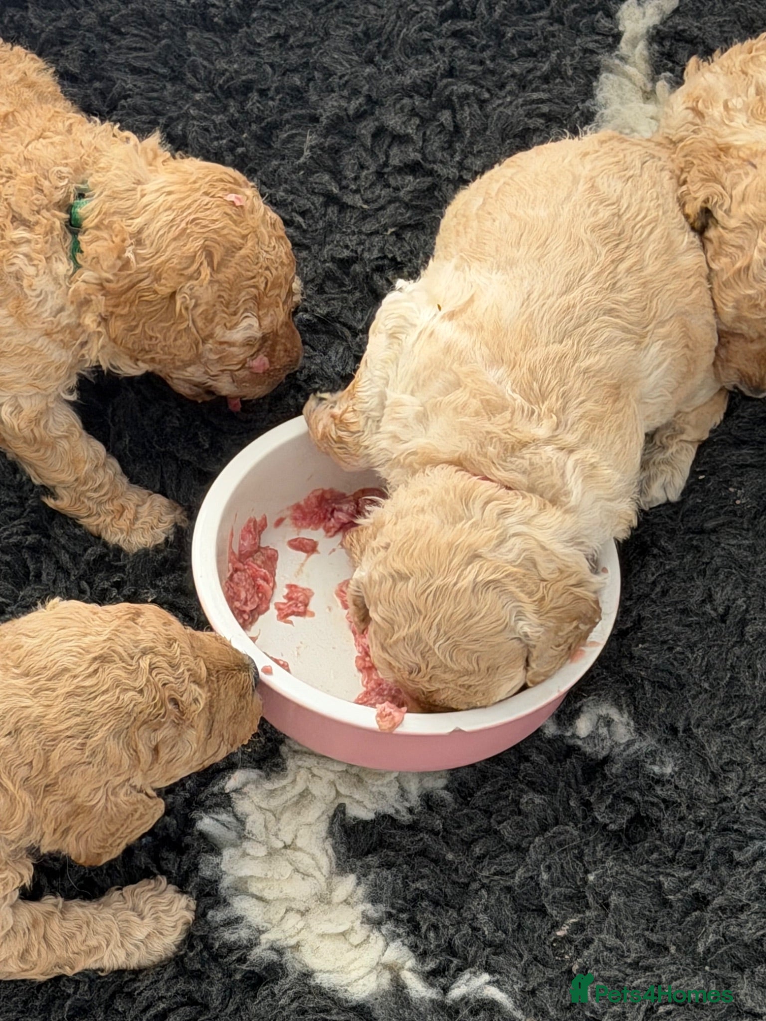 Miniature Poodle dogs DNA tested KC Miniature Poodles 0% coefficiency  - Advert 2