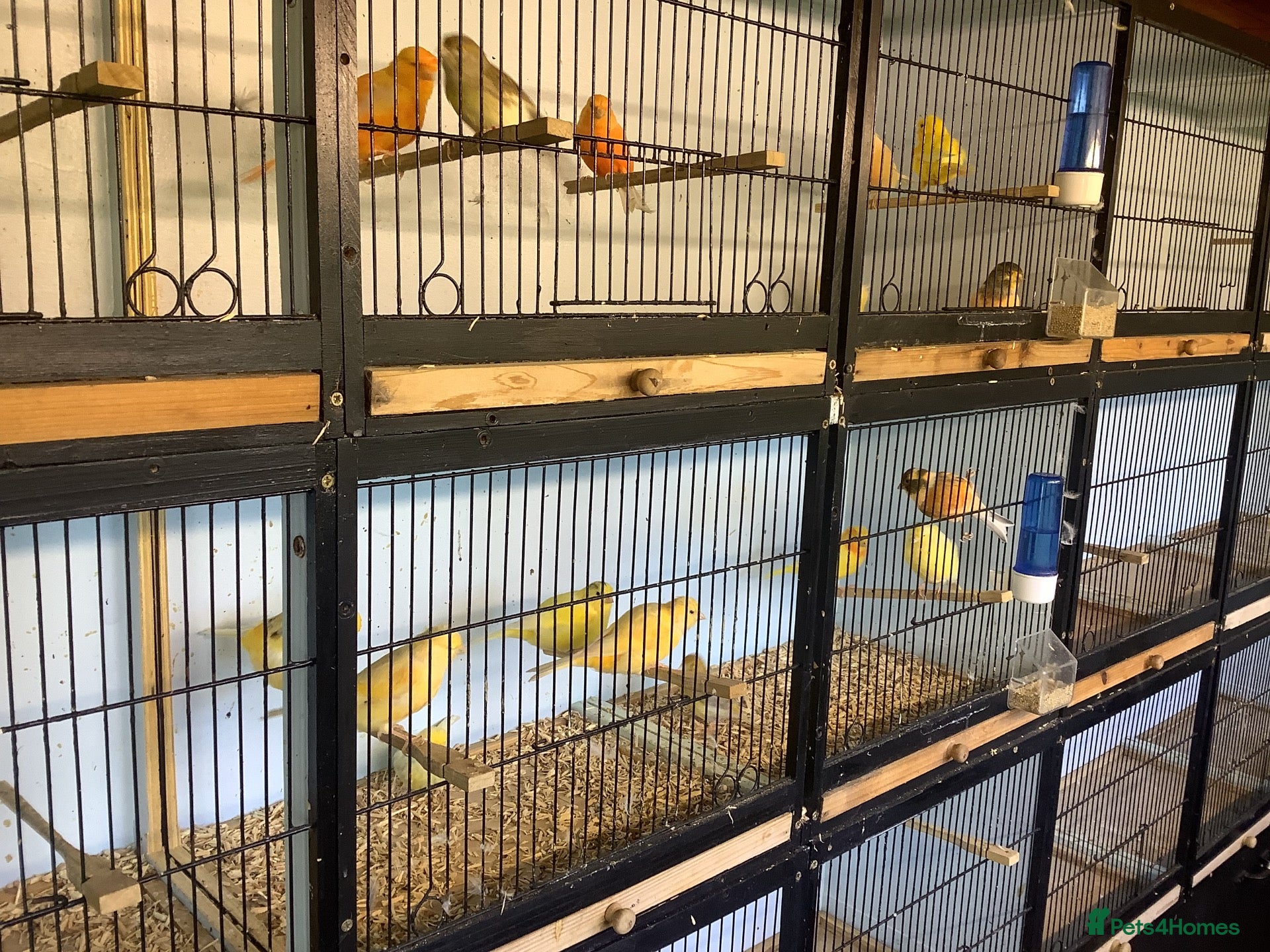 Mixed Breed birds Canary’s for sale - Advert 1