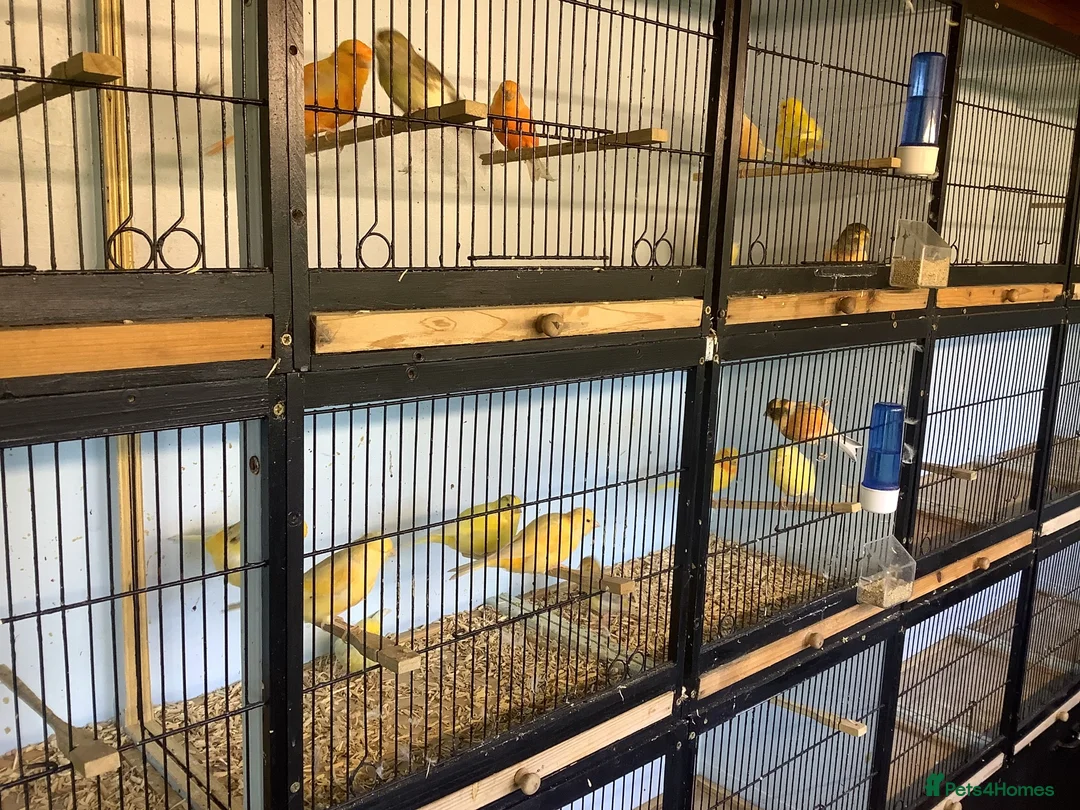 Mixed Breed birds for sale: Canary’s for sale in Eye - Advert 1