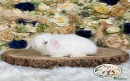 Mini Lop rabbits for sale: 💛 Purebred Mini Lops 💛 UPDATED 19TH JULY 💛 xxx - Image 2