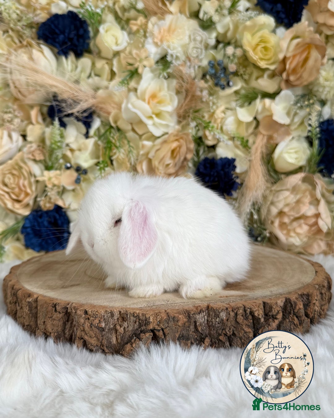 Mini Lop rabbits for sale: 💛 Purebred Mini Lops 💛 UPDATED 19TH JULY 💛 xxx - Image 2